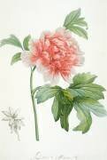 Pivoine (Pierre Joseph Redouté) - Muzeo.com