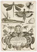 Planche d'insectes (Henry Le Roy) - Muzeo.com
