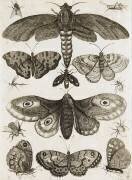 Planche d'insectes (anonyme) - Muzeo.com