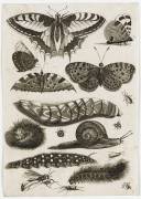 Planche d'insectes : papillons (anonyme) - Muzeo.com