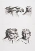 Planches 13 a et 13 b : trois têtes d'aigle et trois têtes d'hommes en relation avec l'aigle (Charles Le Brun) - Muzeo.com