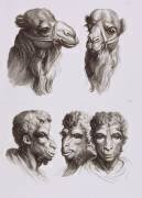 Planches 17 a et 17 b : deux têtes de chameaux et trois têtes d'hommes en relation avec le chameau (Charles Le Brun) - Muzeo.com