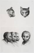 Planches 18 a et 18 b : deux têtes de chats et trois têtes d'hommes en relation avec le chats (Charles Le Brun) - Muzeo.com