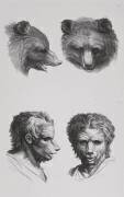 Planches 29 a et 29 b : deux têtes d'ours et deux têtes d'hommes en relation avec l'ours (Charles Le Brun) - Muzeo.com