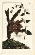 Plante étoile de mer (Dupin) - Muzeo.com