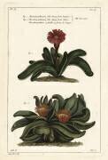 Platycerium (Dupin) - Muzeo.com