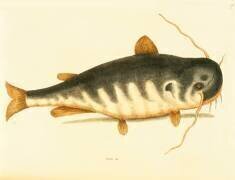 Poisson-chat (Mark Catesby) - Muzeo.com