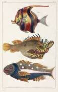 Poissons exotiques des Moluques (anonyme) - Muzeo.com