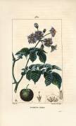 Pomme de terre (Pierre Jean Francois Turpin) - Muzeo.com