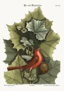Preneur de mouches rouges (Mark Catesby) - Muzeo.com