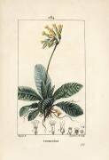 Primevere officinale ou brerelle (Pierre Jean Francois Turpin) - Muzeo.com