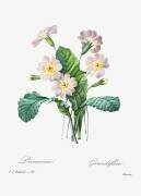 Primula (Pierre Joseph Redouté) - Muzeo.com