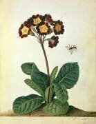 Primulaecae : un Polyanthus à fleurs avec un insecte volant (Georg Dionysius Ehret) - Muzeo.com