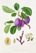 Prune Violet précoce de Wilmot (William Hooker) - Muzeo.com