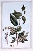 Prunus padus (Pierre-Joseph Buchoz) - Muzeo.com