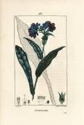 Pulmonaire (Pierre Jean Francois Turpin) - Muzeo.com