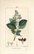 Quinquina (Pierre Jean Francois Turpin) - Muzeo.com