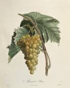Raisins blancs de muscat (Pierre Jean Francois Turpin) - Muzeo.com