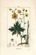 Renoncule - Pied-de-biche droit (Pierre Jean Francois Turpin) - Muzeo.com