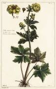 Renoncule à fleurs globuleuses (Dupin) - Muzeo.com