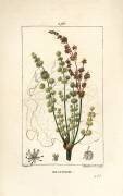 Rhapontic (Pierre Jean Francois Turpin) - Muzeo.com