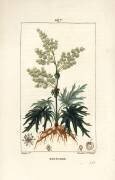 Rhubarbe (Pierre Jean Francois Turpin) - Muzeo.com