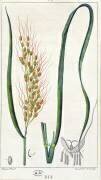 Riz (Pierre Jean Francois Turpin) - Muzeo.com