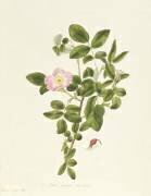 Rosa Acicularis Viridis (Pierre Joseph Redouté) - Muzeo.com
