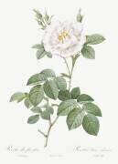 Rosa Alba flore pleno (Pierre Joseph Redouté) - Muzeo.com