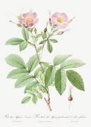 Rosa alpina laevis (Pierre Joseph Redouté) - Muzeo.com