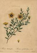 Rosa berberifolia (Jean-Baptiste Chapuy) - Muzeo.com