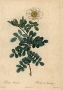 Rosa bracteata (Jean-Baptiste Chapuy) - Muzeo.com