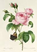 Rosa Centifolia (Pierre Joseph Redouté) - Muzeo.com
