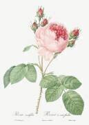 Rosa Centifolia (Pierre Joseph Redouté) - Muzeo.com