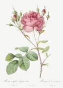 Rosa centifolia Anglica rubra (Pierre Joseph Redouté) - Muzeo.com