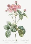 Rosa Centifolia Caryophyllea (Pierre Joseph Redouté) - Muzeo.com