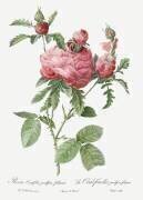 Rosa Centifolia Prolifera Foliacea (Pierre Joseph Redouté) - Muzeo.com