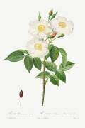Rosa Damascena Subalba (Pierre Joseph Redouté) - Muzeo.com