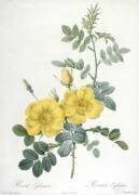 Rosa Eglanteria (Pierre Joseph Redouté) - Muzeo.com