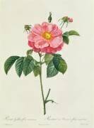 Rosa Gallica Flore Marmoreo (Pierre Joseph Redouté) - Muzeo.com