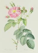 Rosa Gallica Rosea Flore Simplici (Pierre Joseph Redouté) - Muzeo.com