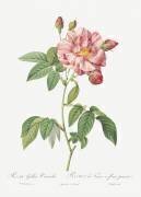Rosa Gallica Versicolor (Pierre Joseph Redouté) - Muzeo.com