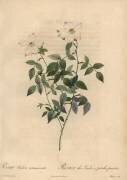 Rosa indica acuminata (Jean-Baptiste Chapuy) - Muzeo.com