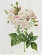 Rosa Noisettiana (Pierre Joseph Redouté) - Muzeo.com