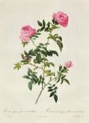 Rosa Sepium Flore Submultiplici (Pierre Joseph Redouté) - Muzeo.com