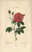 Rose (Pierre Jean Francois Turpin) - Muzeo.com