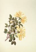 Rose : Chinois (Georg Dionysius Ehret) - Muzeo.com