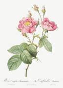 Rose anémone à cent pétales (Pierre Joseph Redouté) - Muzeo.com