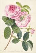 Rose de Provence commune (Georg Dionysius Ehret) - Muzeo.com