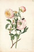Rose musquée et anémone (Georg Dionysius Ehret) - Muzeo.com